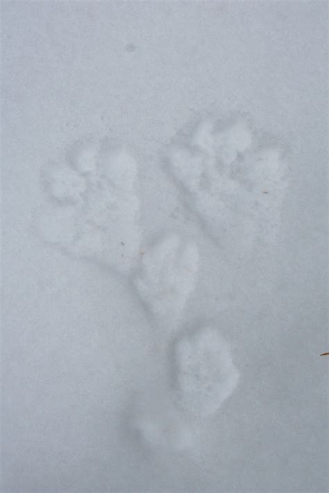 hare sign how to identify snowshoe hare tracks Archives | MyNature Apps