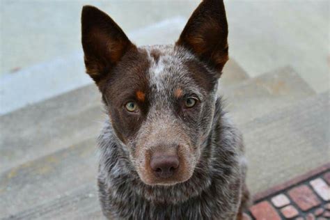 Raro Boiadeiro Australiano chocolate (Chocolate Heeler). #boiadeiroaustraliano #chocolateheeler ...