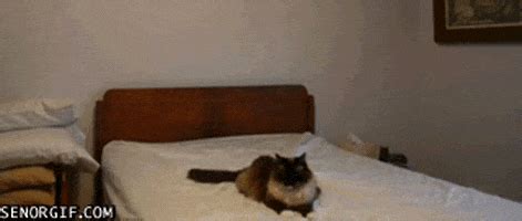 Cat GIF by Cheezburger - Find & Share on GIPHY