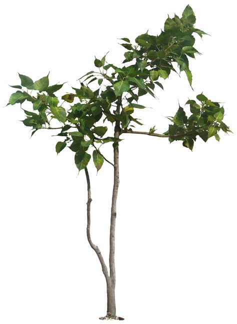 Tropical Plant Pictures: Ficus religiosa (Sacred Fig)