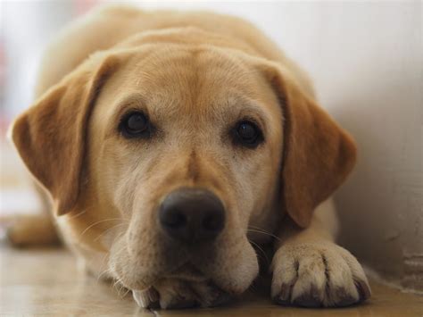 Cât mănâncă un labrador. Hrana potrivită la orice vârstă - The PetClub - Blog