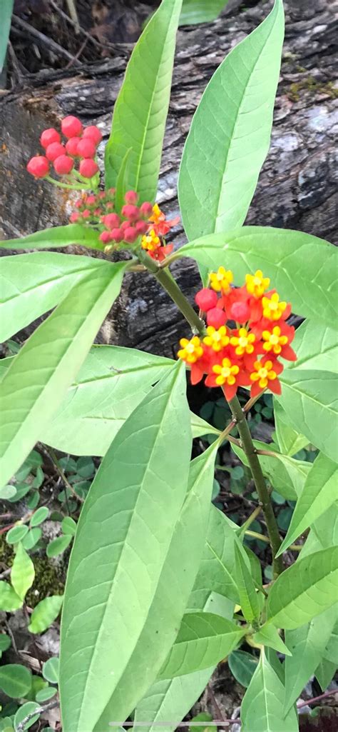 Milkweed Seeds - Etsy