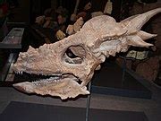 Category:Pachycephalosaurus fossils - Wikimedia Commons