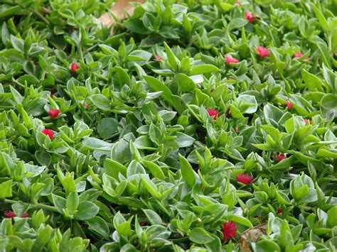 Aptenia cordifolia | Ground cover plants, Ground cover, Succulent ground cover