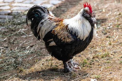 Feathers growing from wattles of Salmon Faverolles Rooster | BackYard Chickens - Learn How to ...