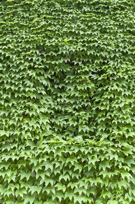 Virginia Creeper Covered Wall with Window Stock Photo - Image of green, grow: 55817966