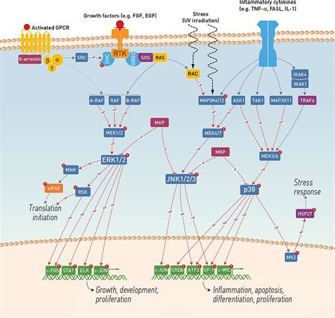 MAPK Signaling Pathway Antibodies | Thermo Fisher Scientific - CN