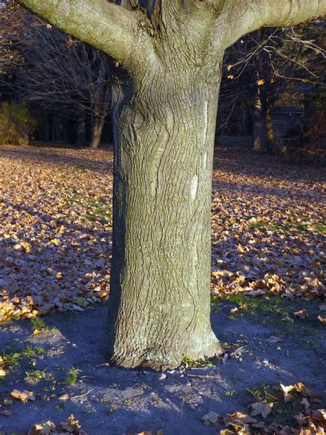 Norway Maple - Ontario Invasive Plant Council