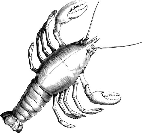 Lobster PNG Black And White Transparent Lobster Black And White.PNG ...