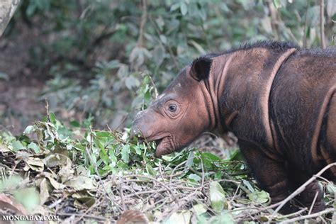 Baby Sumatran rhino