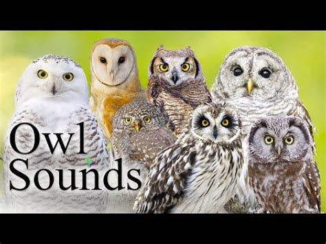 The Best Owl Sounds🦉- Different Types of North American Owls and Their ...