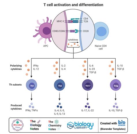 T Cell (T Lymphocyte)- Definition, Types, Development, Applications