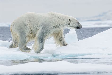 10 Fascinating Facts About Polar Bears