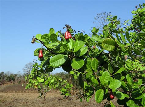 The Complete Guide to Growing a Thriving Cashew Tree - Garden and Happy