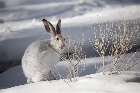 Snowshoe hare - Stock Image - C011/2988 - Science Photo Library