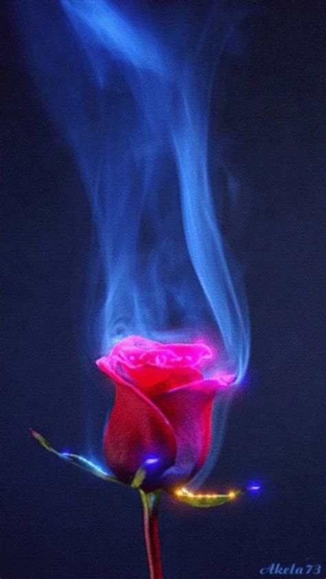 Rose flame, Fire Rose HD phone wallpaper | Pxfuel