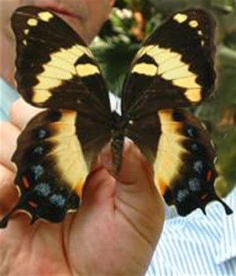 Environmental News Network - Largest Butterfly In Western Hemisphere ...