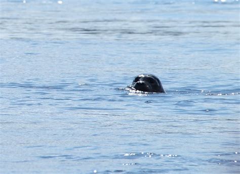 Kayaking the Salish Sea | Live Science