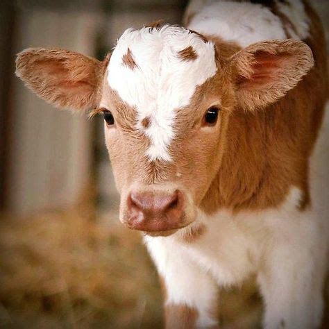 Mini moo. | Cow pictures, Miniature cow breeds, Cute animals