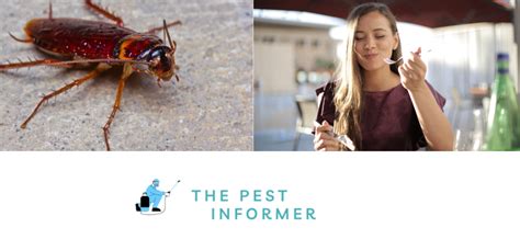 Can You Eat Cockroaches? - Are Roaches Safe To Eat? - The Pest Informer