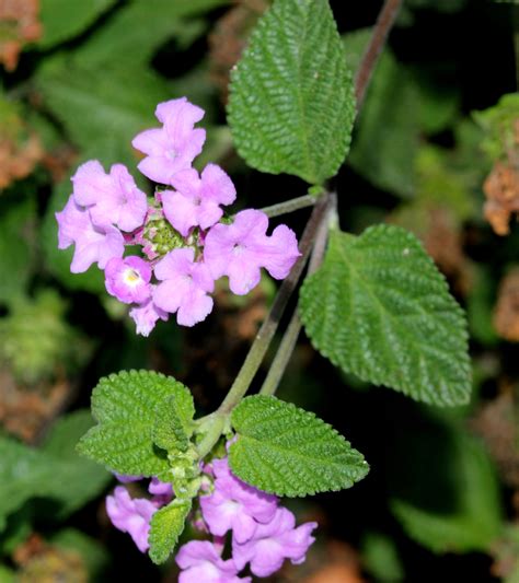 Lantana montevidensis (Cultivated) - efloraofindia