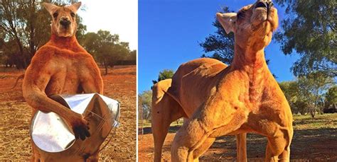 Meet Roger, A Buff Kangaroo That Can Crush Metal Buckets