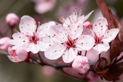 Symbolik und Bedeutung der Kirschblüte - Gardenerdy | Hispanic Net