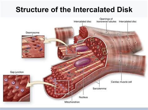 PPT - Introduction to Human Tissues #3 PowerPoint Presentation, free ...