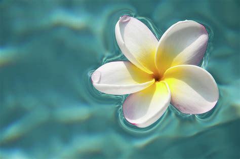 Plumeria Flower Hawaii Photograph by Ellis Peeters - Fine Art America