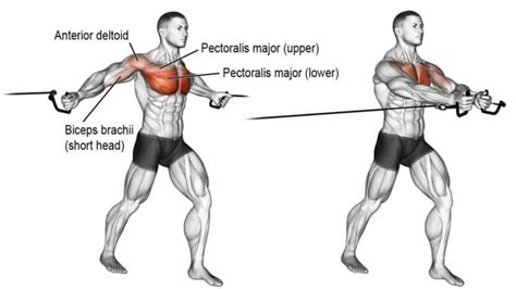 Standing Cable Chest Fly Guide: Steps, Benefits, Muscles Worked