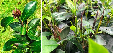 How the Global Tea Industry Copes With Fungal Diseases – Challenges and Opportunities | Plant ...