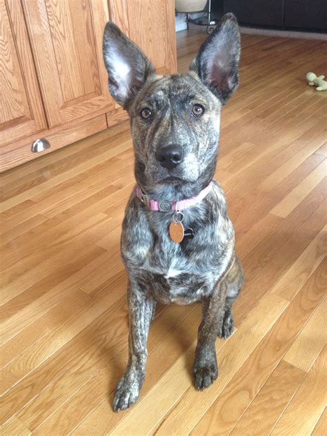 German shepherd husky Pitbull mix. 5 months old. Brindle puppy! | Pitbull terrier, Pitbull mix ...