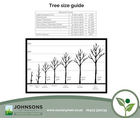 Tree size guide - Commercial Nursery | Johnsons Nurseries Ltd Home | Johnsons of Whixley