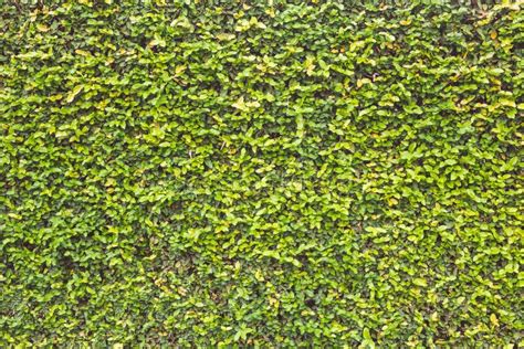 Abstract Green Wall of Ivy or Wall Plant for Background Stock Image - Image of close, green ...