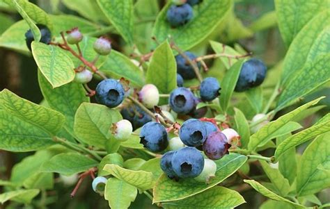 Vaccinium Myrtillus: Indications et Usages thérapeutiques - Therapeutes magazine