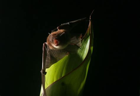 Gallery: Leaf-Living Bats | Live Science