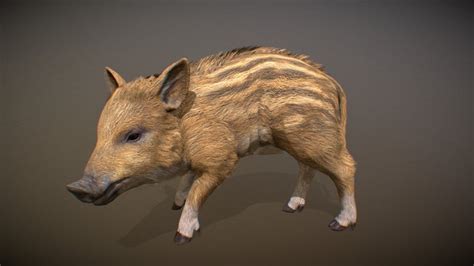 Wild-boar 3D models - Sketchfab