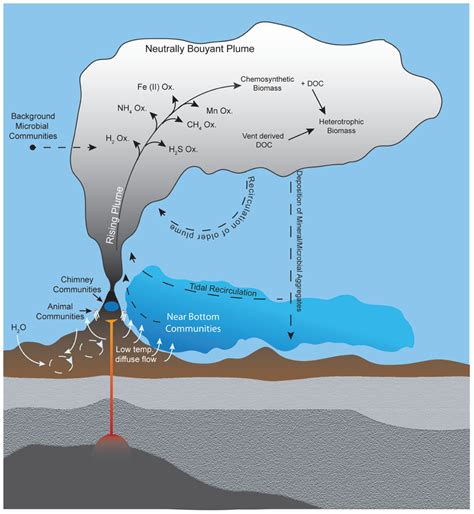 Frontiers | The microbiology of deep-sea hydrothermal vent plumes: ecological and biogeographic ...