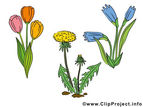 Floraison dessin – Fleurs à télécharger - Fleurs dessin, picture, image, graphic, clip art ...