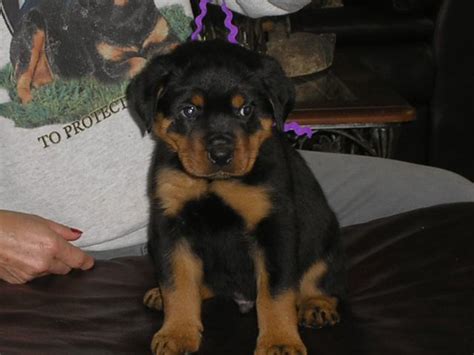 Rottweiler Breed Standards - Images of German Rottweilers