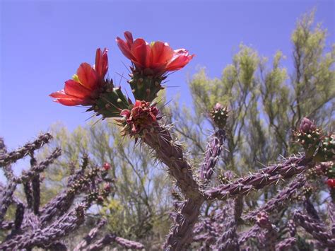 Cholla Photos: See these Amazing Desert Cacti | Live Science