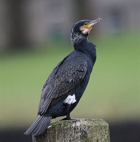 Murfs Wildlife : Great Cormorant