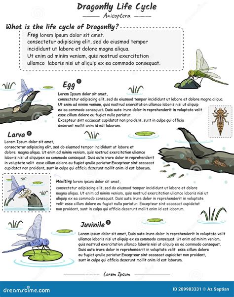 Dragonfly External Anatomy Cartoon Vector | CartoonDealer.com #291093469