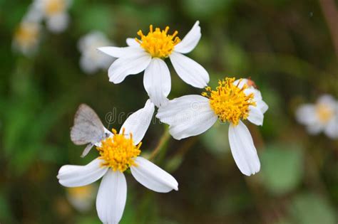 Bidens alba flower stock image. Image of tropical, botany - 259342359