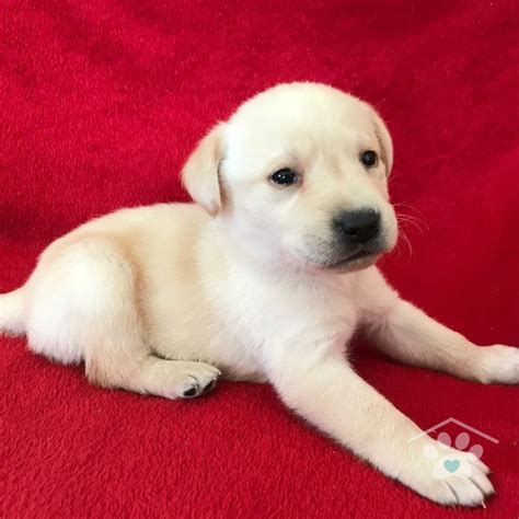 Meet Flash! He is an active purebred male Labrador Retriever. He LOVES to run and play. He will ...