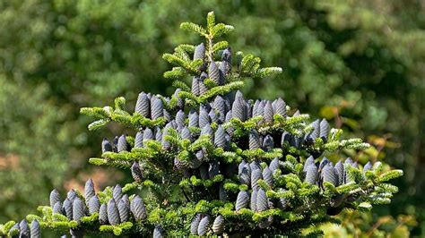 Abies koreana 10 Korean Fir Seeds Home & Living Outdoor & Gardening ...