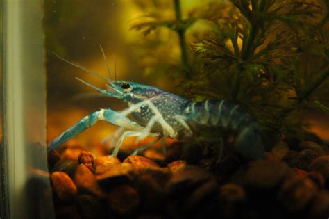 My freshwater lobster | Freshwater lobster, Fish pet, Pets