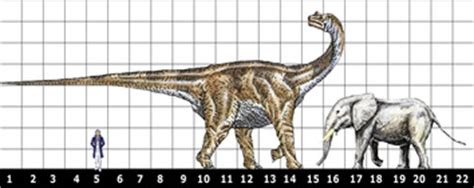 Camarasaurus - Everything Dinosaurs