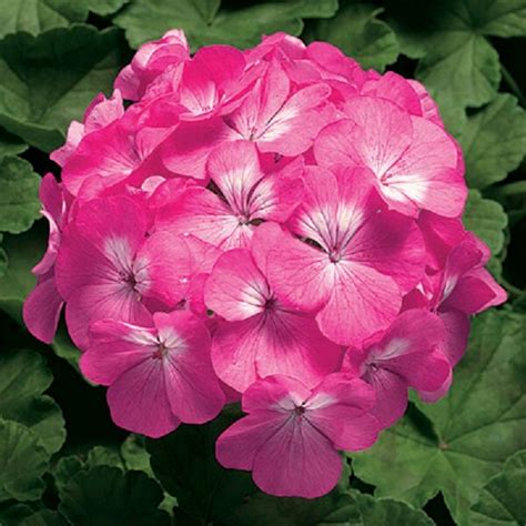 15 Geranium Seeds Pinto Premium Salmon | Petunia Seeds