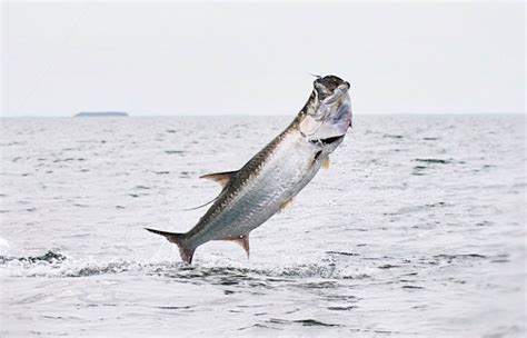 Stepping Up To The Plate With Tarpon – Cortland Line Company